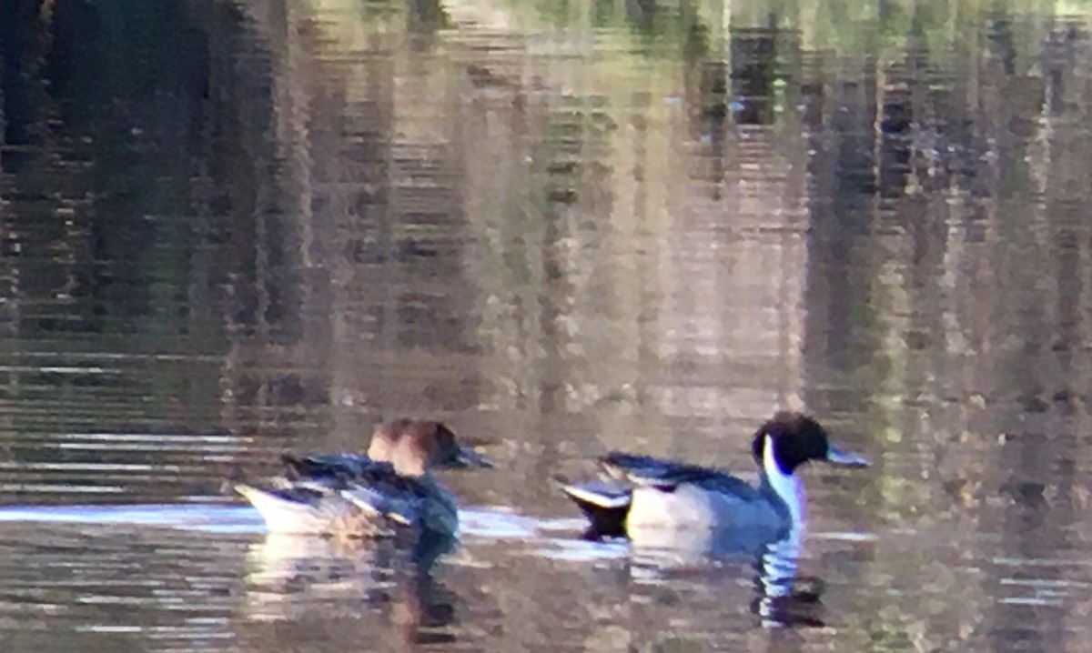 Northern Pintail - ML646166656