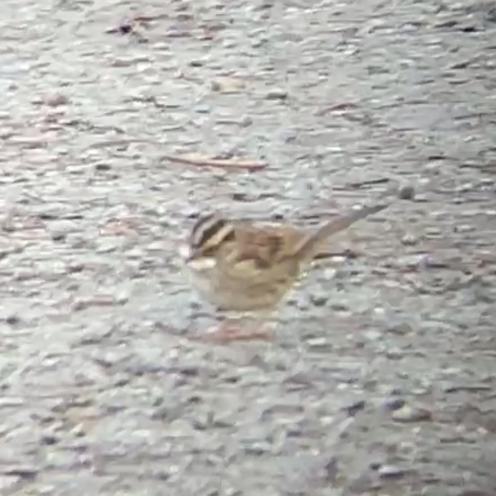 White-throated Sparrow - ML646166657