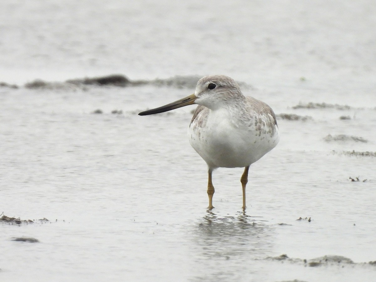 Nordmann's Greenshank - ML646166659