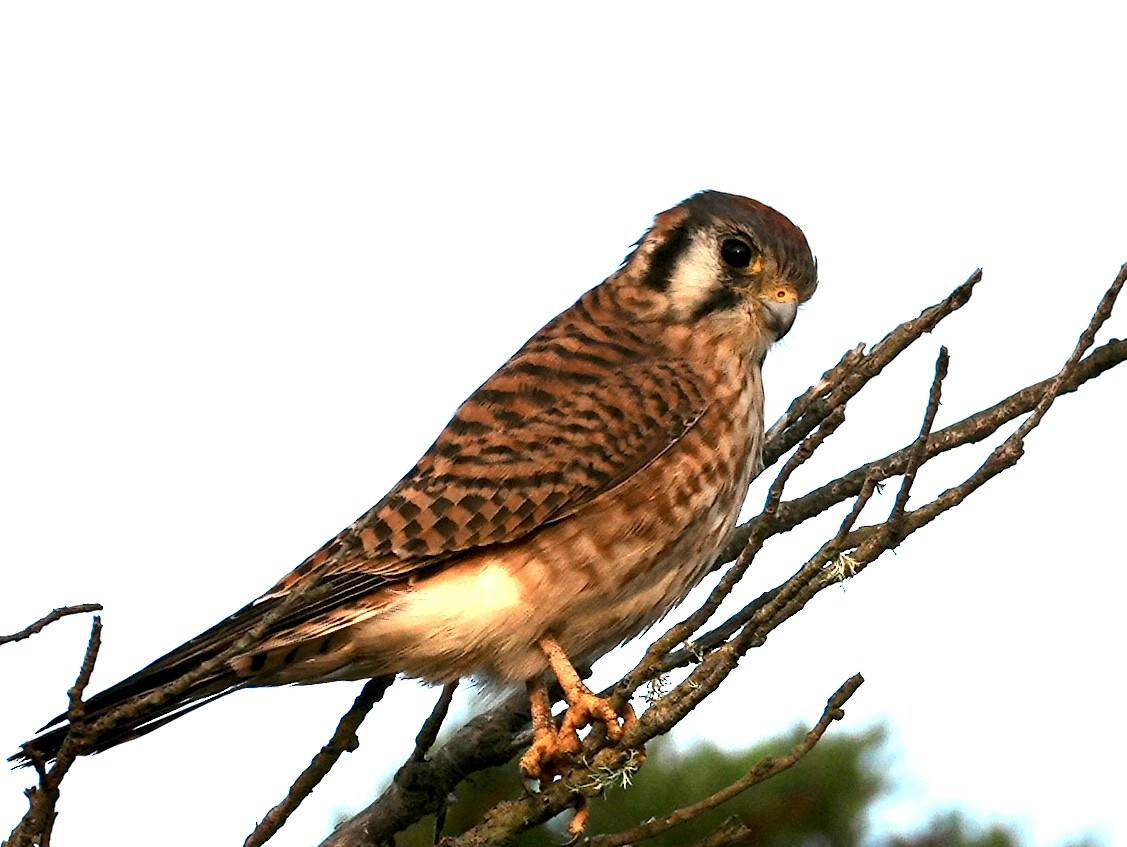 American Kestrel - ML646166661