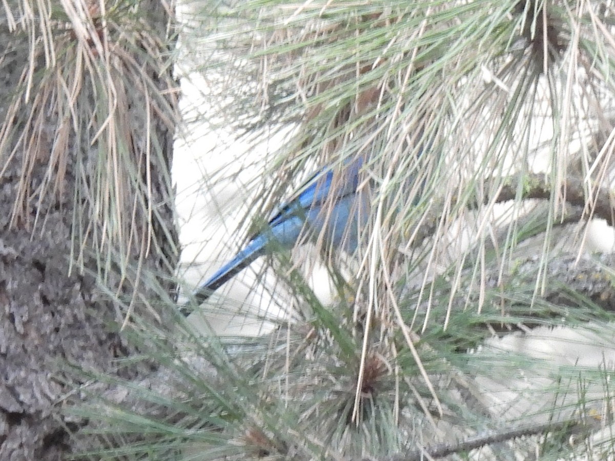 Steller's Jay - ML646166662