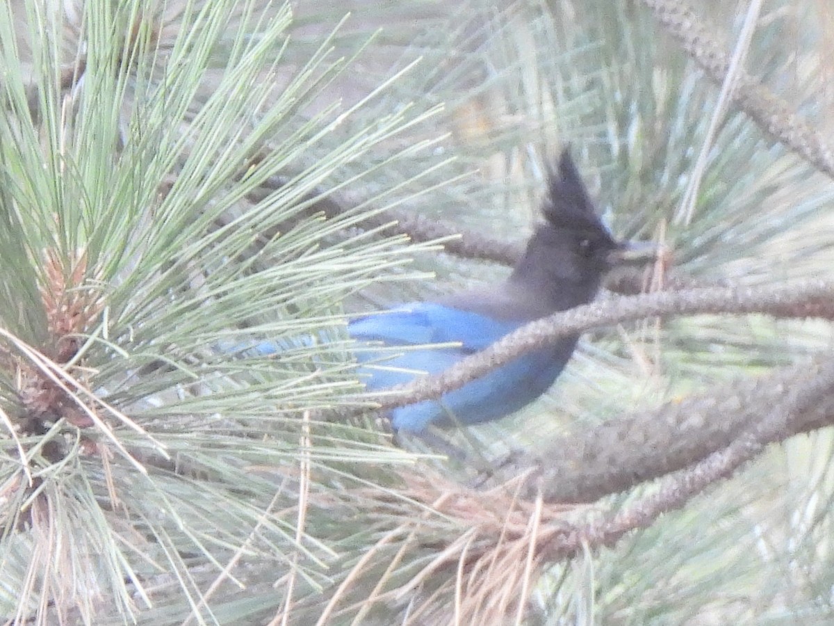 Steller's Jay - ML646166665
