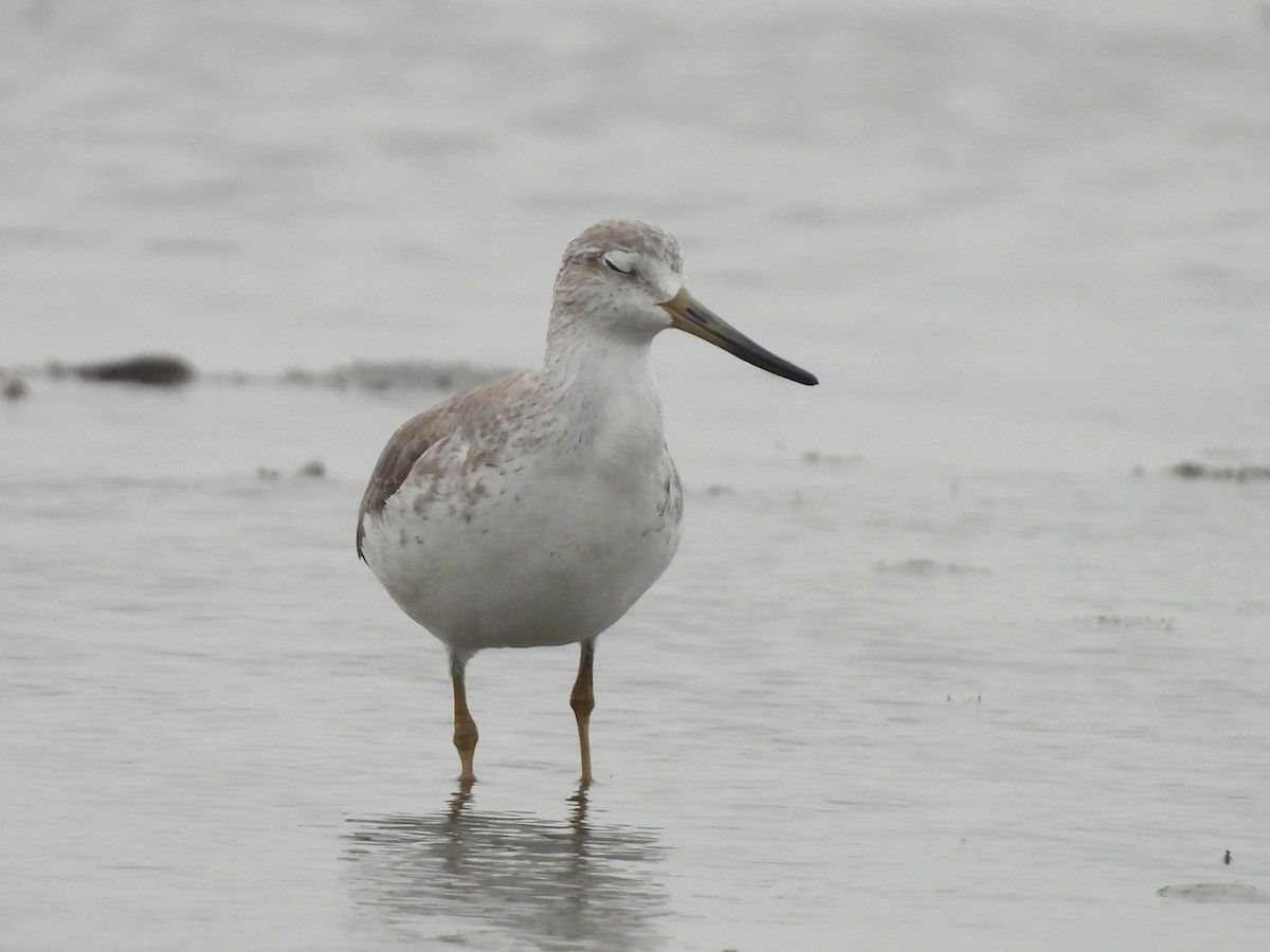 Nordmann's Greenshank - ML646166667