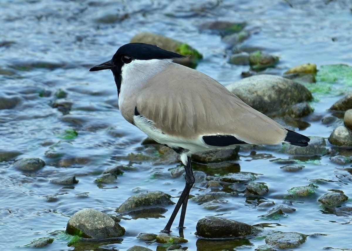 River Lapwing - ML646166669