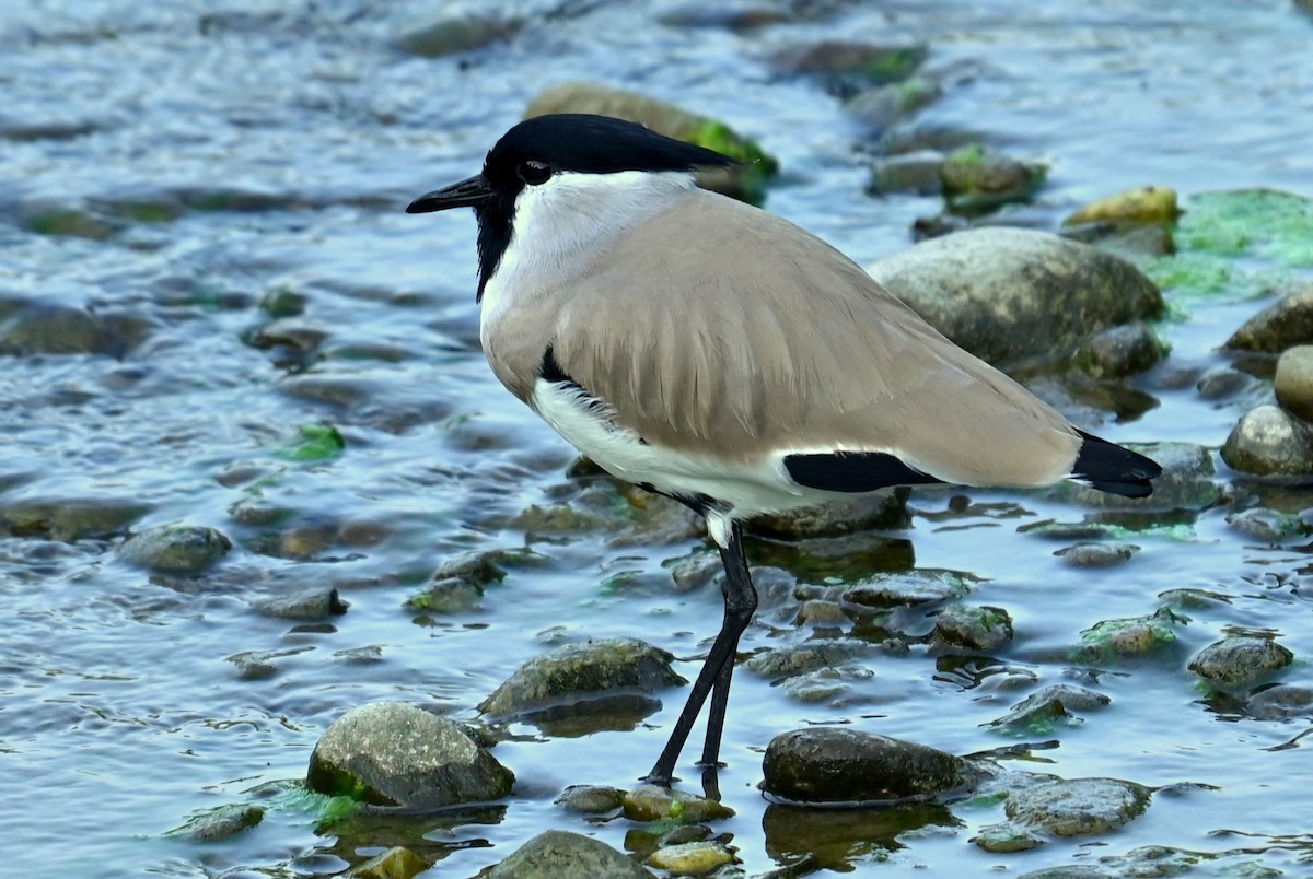 River Lapwing - ML646166670