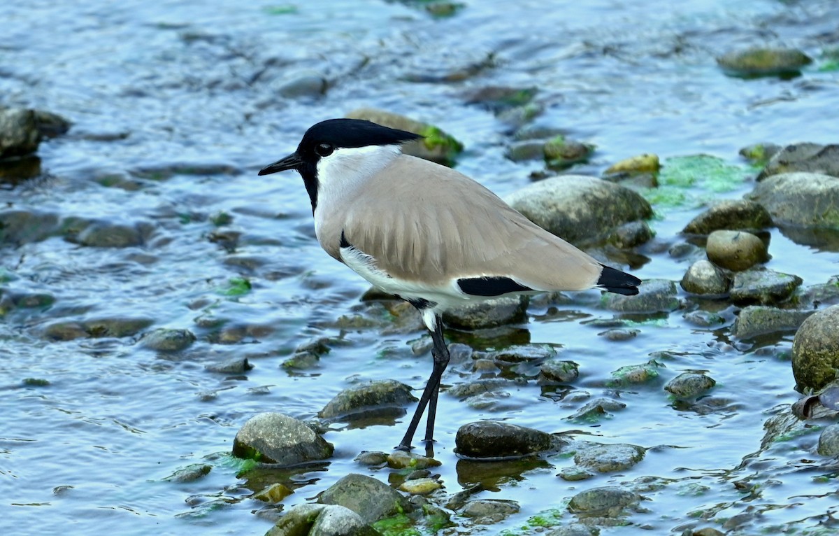 River Lapwing - ML646166671