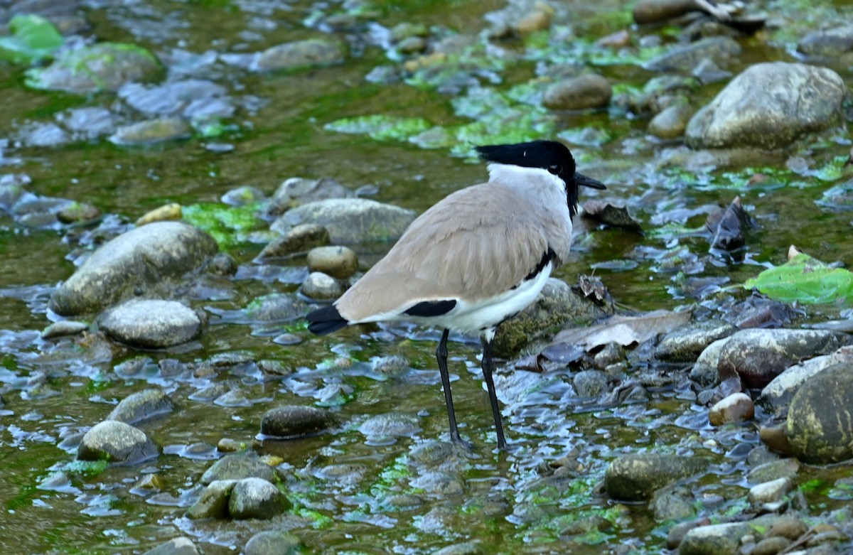 River Lapwing - ML646166672
