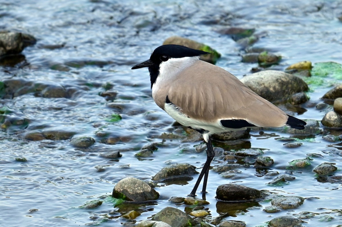 River Lapwing - ML646166673
