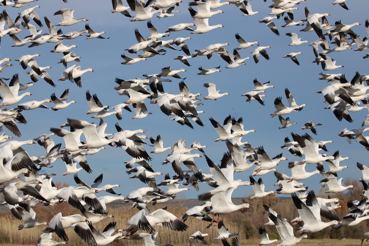 Snow Goose - ML646166674