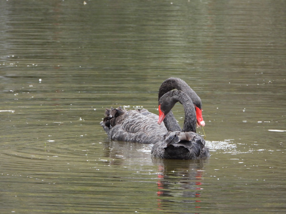 Black Swan - ML646166677
