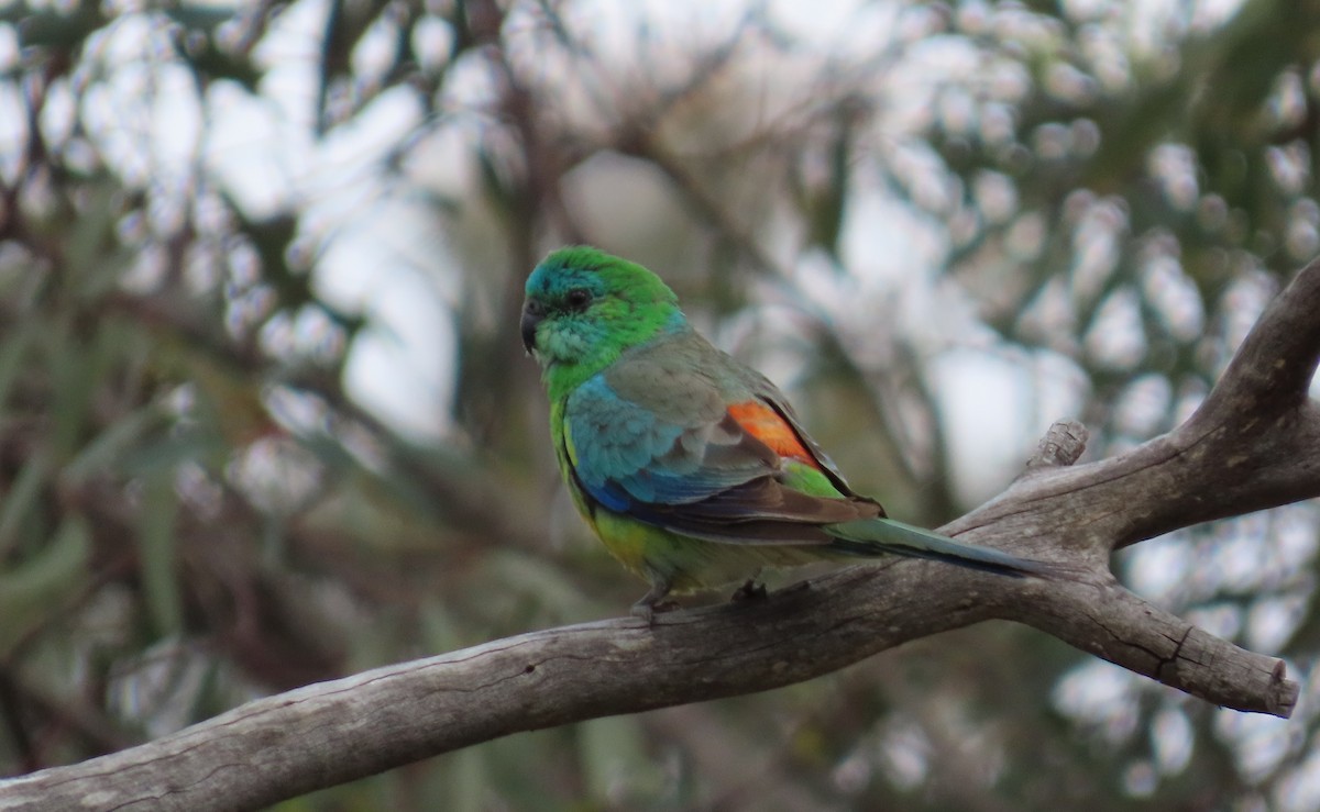 Red-rumped Parrot - ML646166680