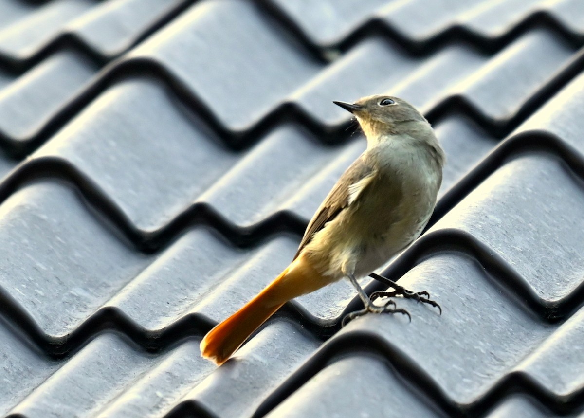 Hodgson's Redstart - ML646166681