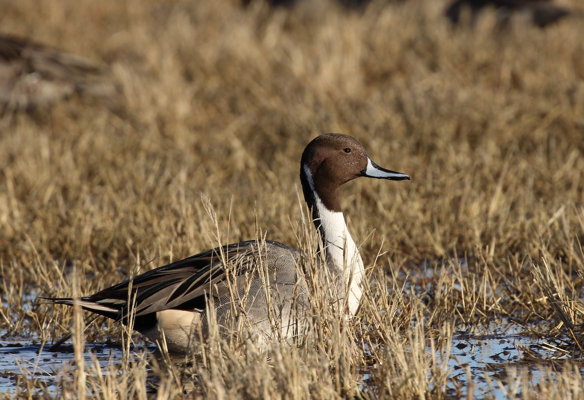 Northern Pintail - ML646166685