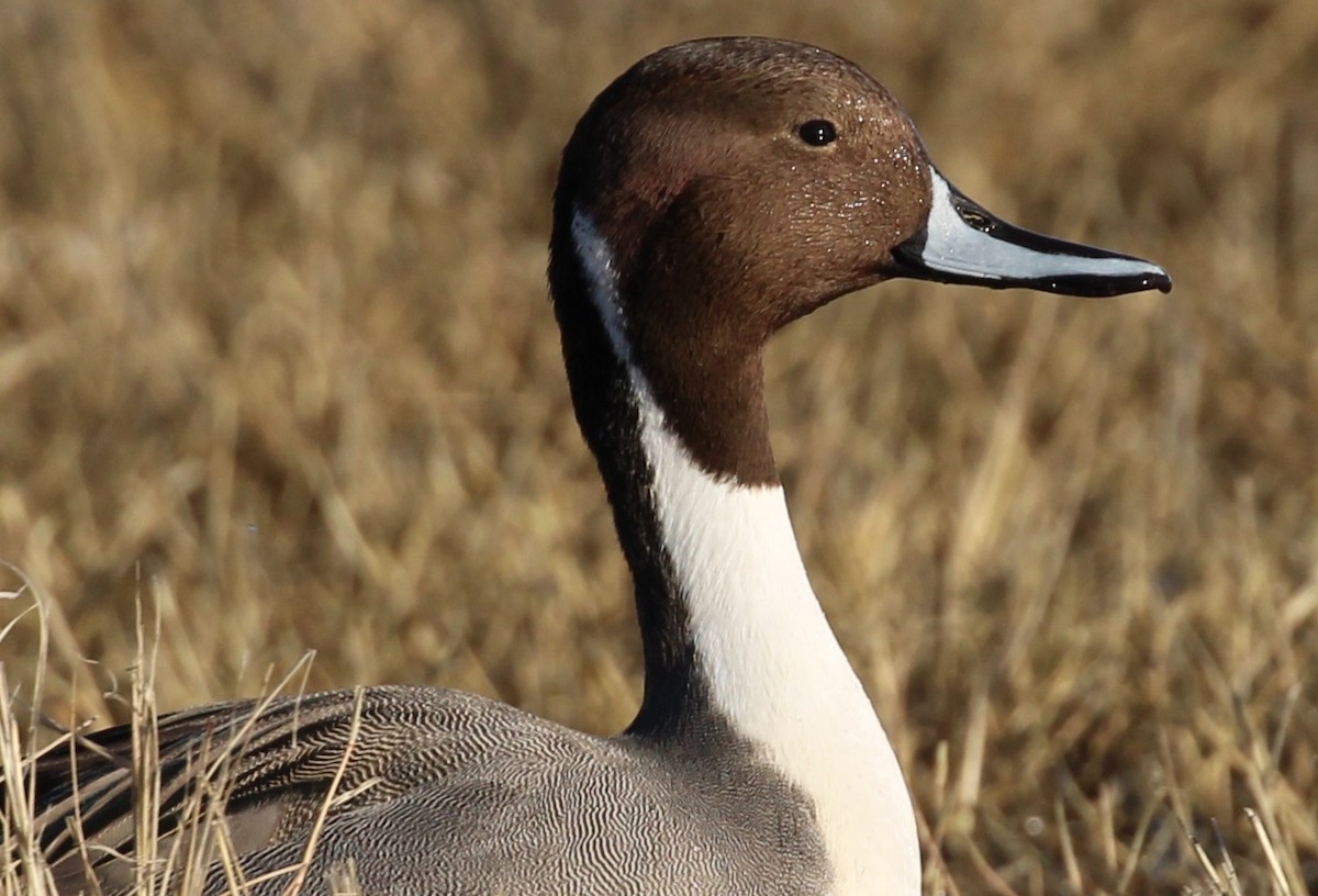 Northern Pintail - ML646166686
