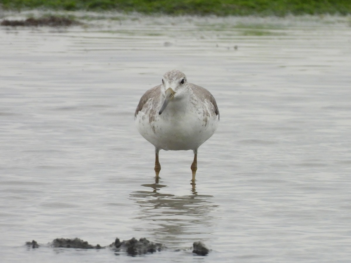 Nordmann's Greenshank - ML646166687