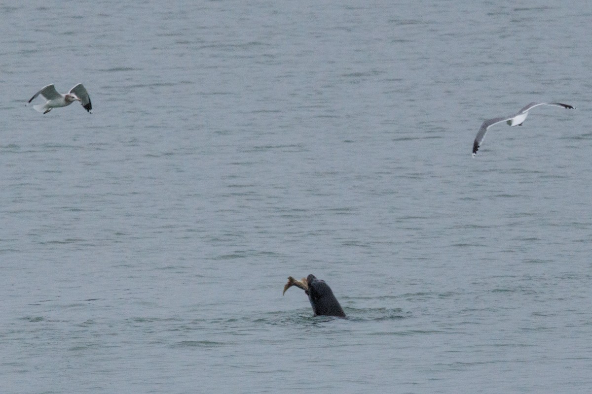 California Sea Lion - ML646166690