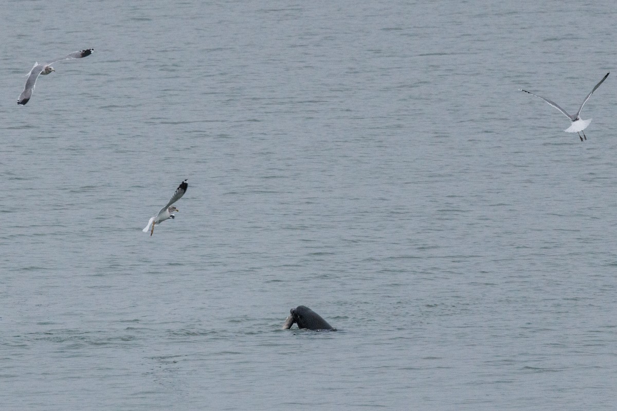 California Sea Lion - ML646166691
