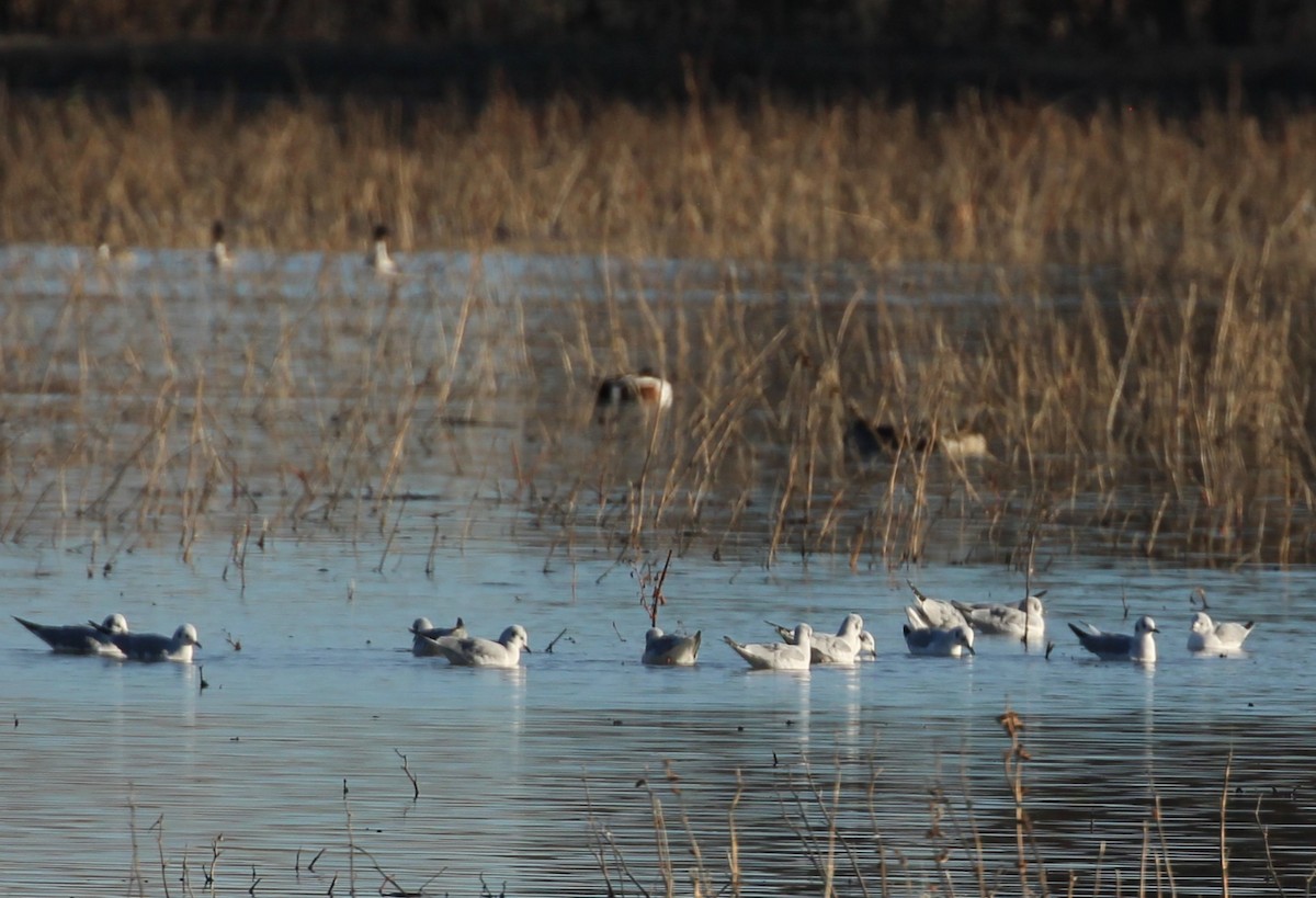 Bonaparte's Gull - ML646166692