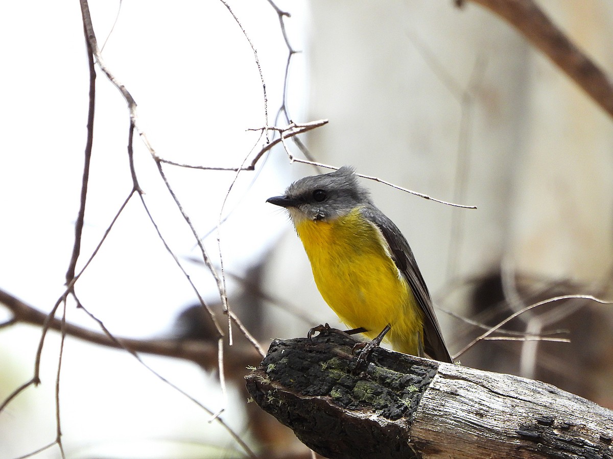 Petroica Amarilla - ML646166693