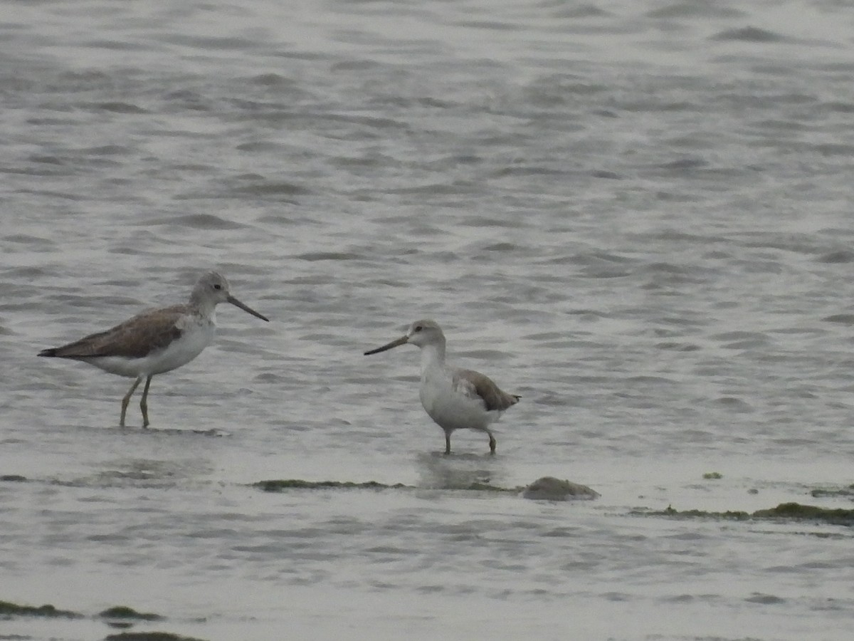 Archibebe Moteado - ML646166696