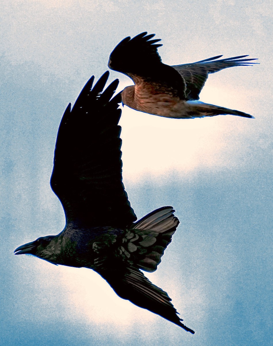 Cuervo Grande - ML646166697