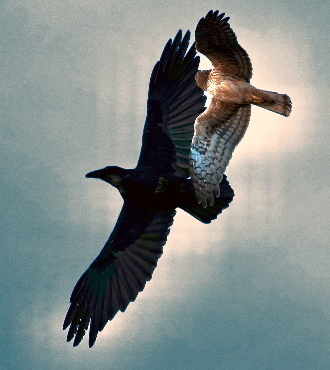 Cuervo Grande - ML646166698