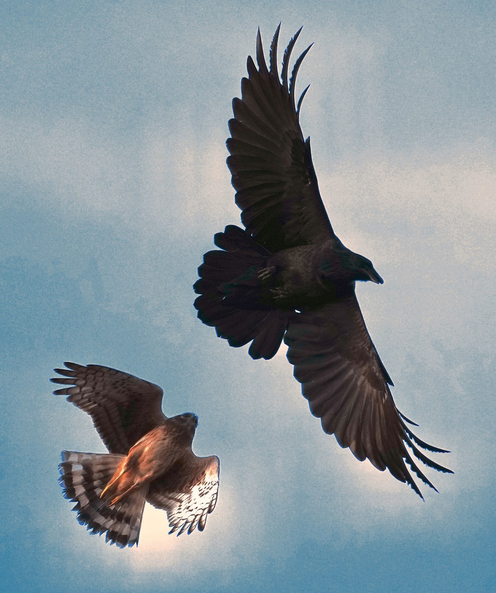 Cuervo Grande - ML646166699