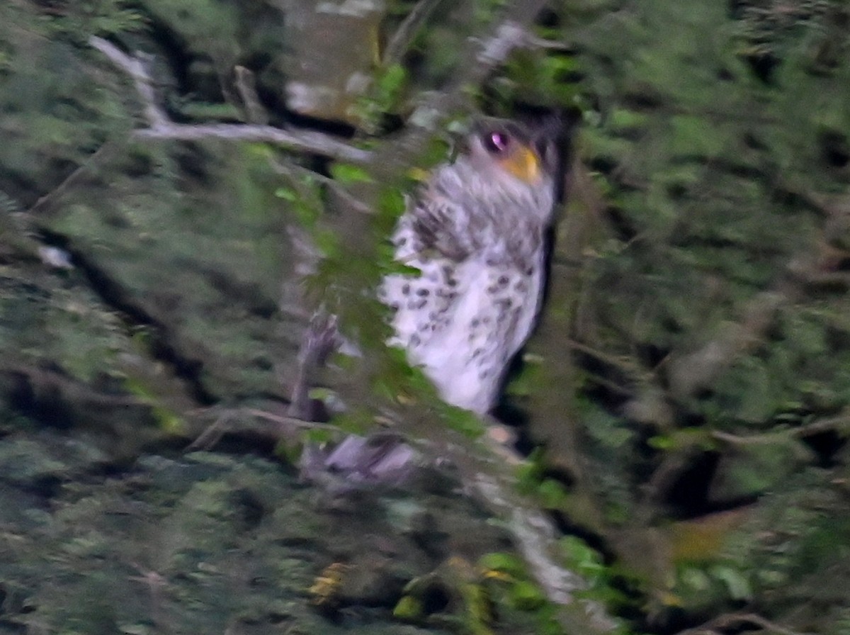 Búho Nepalí - ML646166700