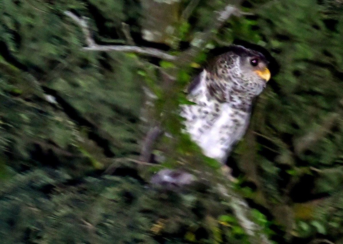 Búho Nepalí - ML646166701