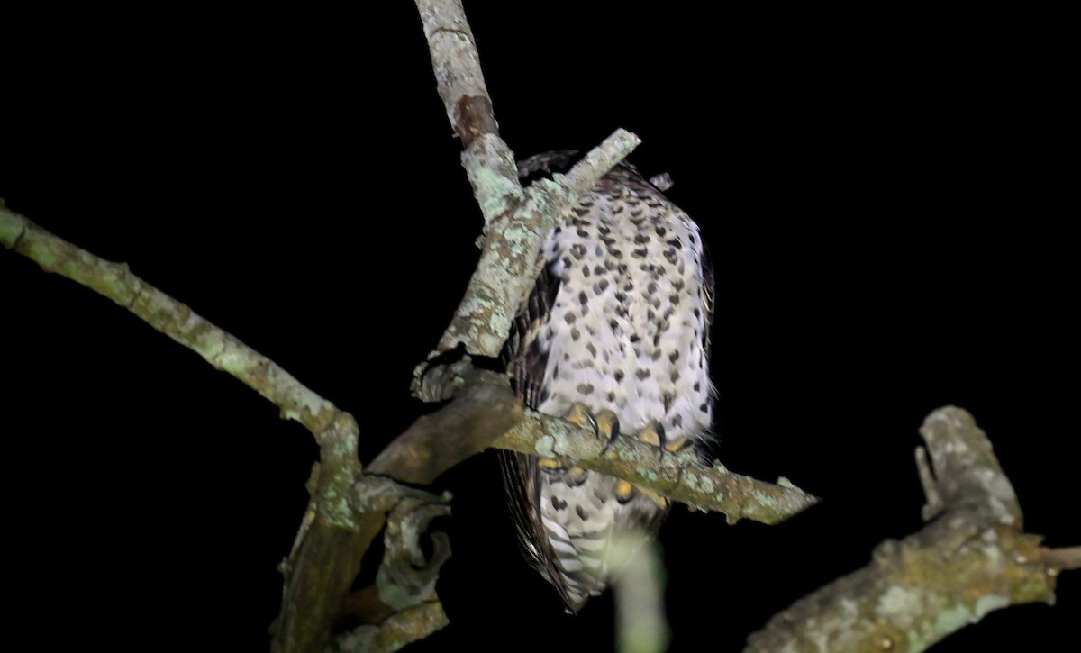 Búho Nepalí - ML646166702