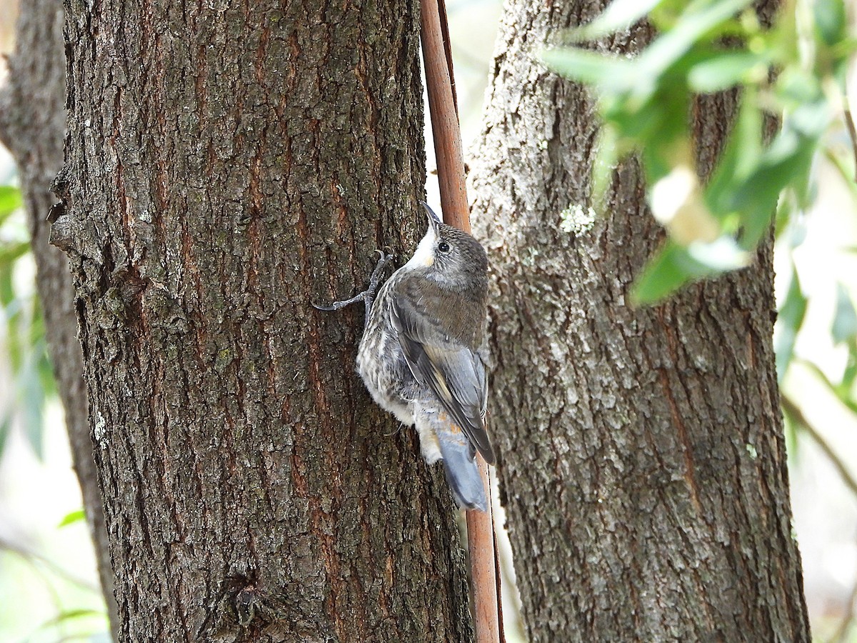 Corretroncos Gorjiblanco - ML646166703