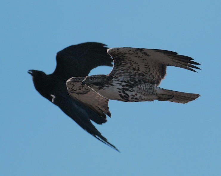 Aguilucho de Hudson - ML646166704