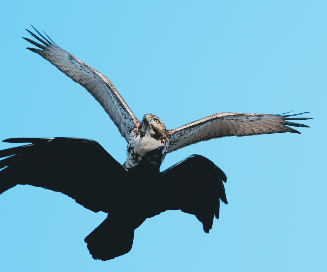 Aguilucho de Hudson - ML646166705