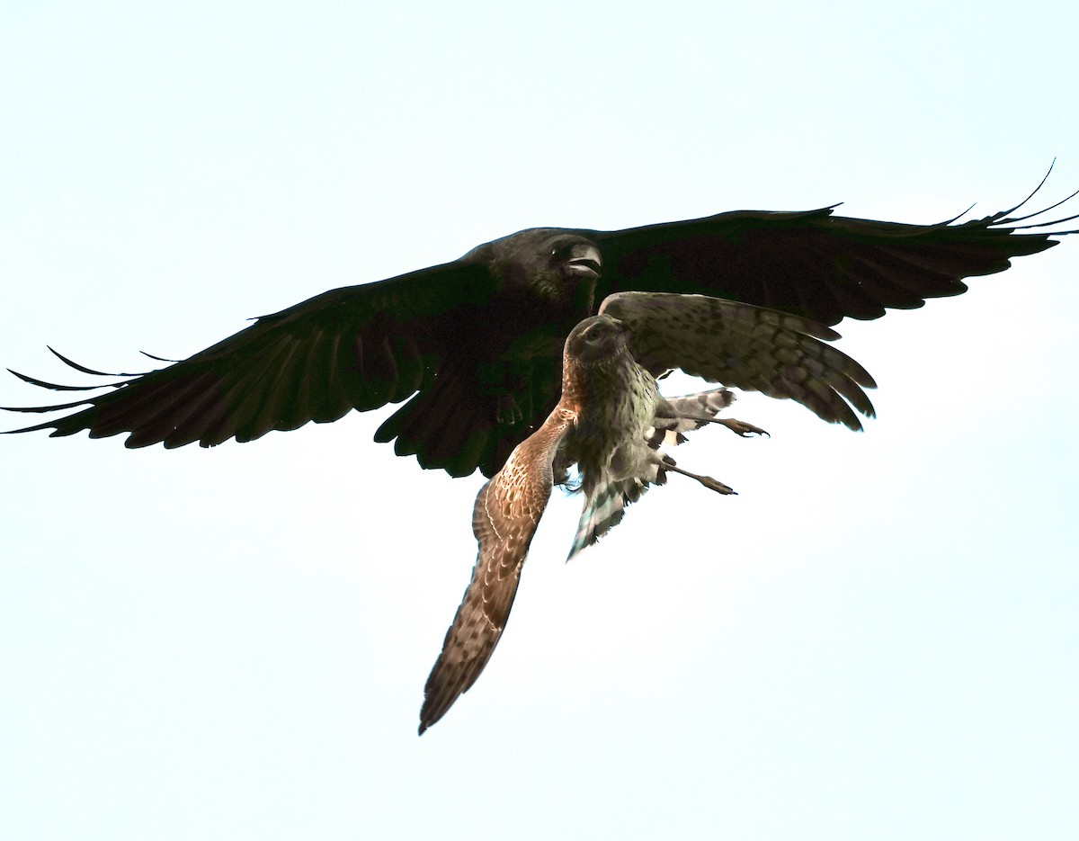 Aguilucho de Hudson - ML646166706