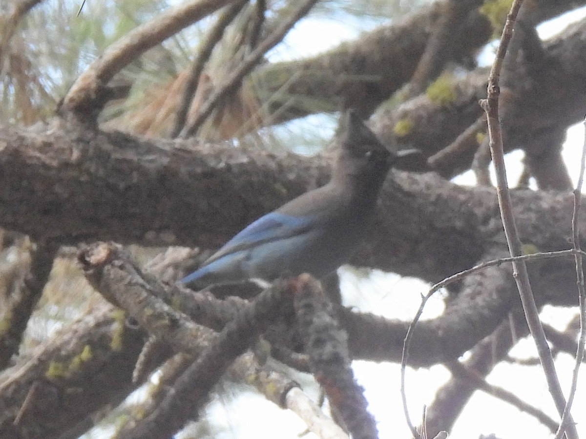 Chara de Steller - ML646166710