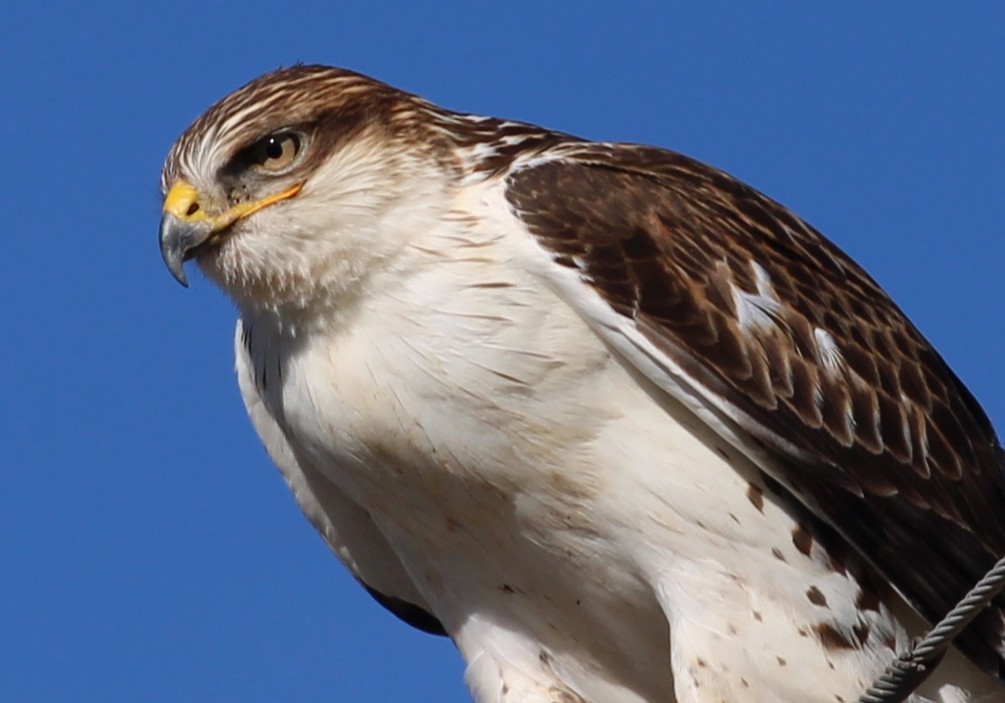 Busardo Herrumbroso - ML646166711