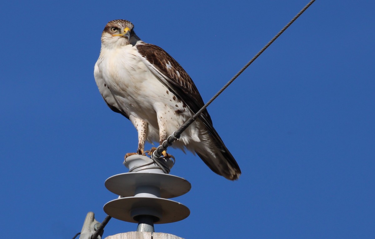 Busardo Herrumbroso - ML646166712