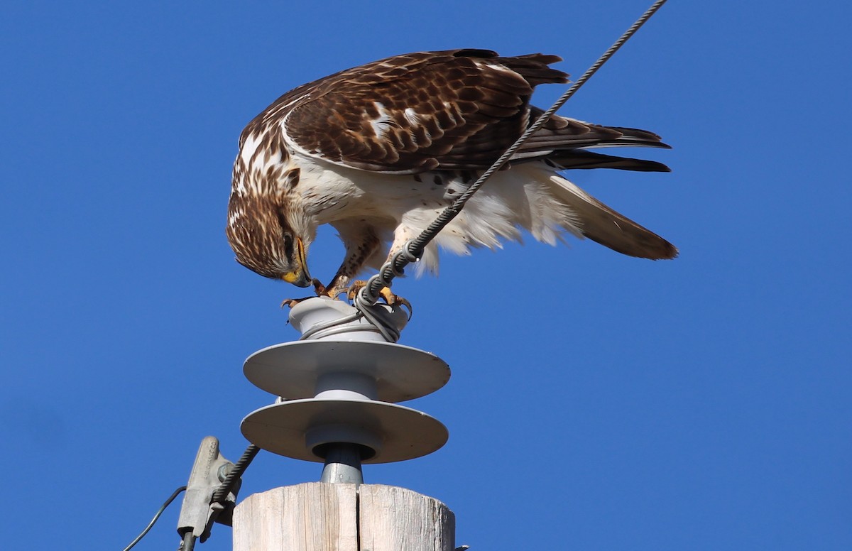 Busardo Herrumbroso - ML646166713