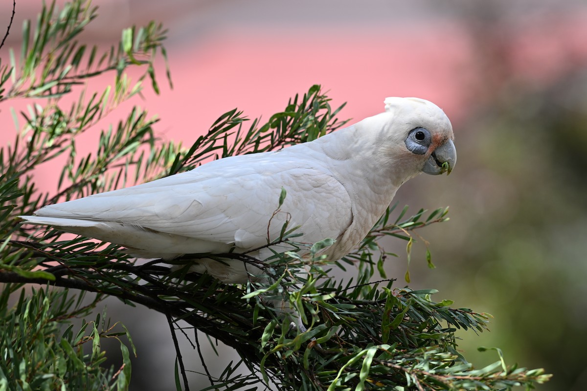 Cacatúa Sanguínea - ML646166715