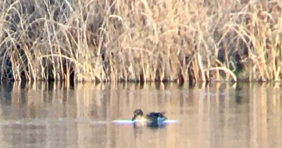 Cuchara Común - ML646166718