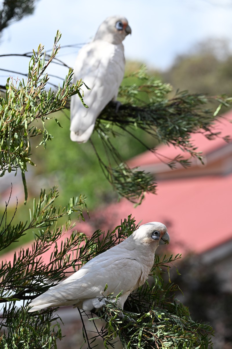 Cacatúa Sanguínea - ML646166719