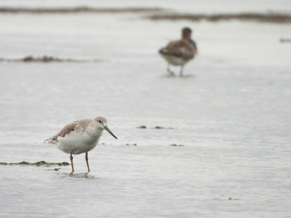 Archibebe Moteado - ML646166721