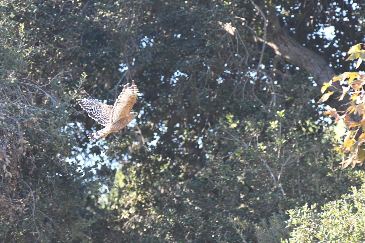 Busardo Pechirrojo - ML646166722