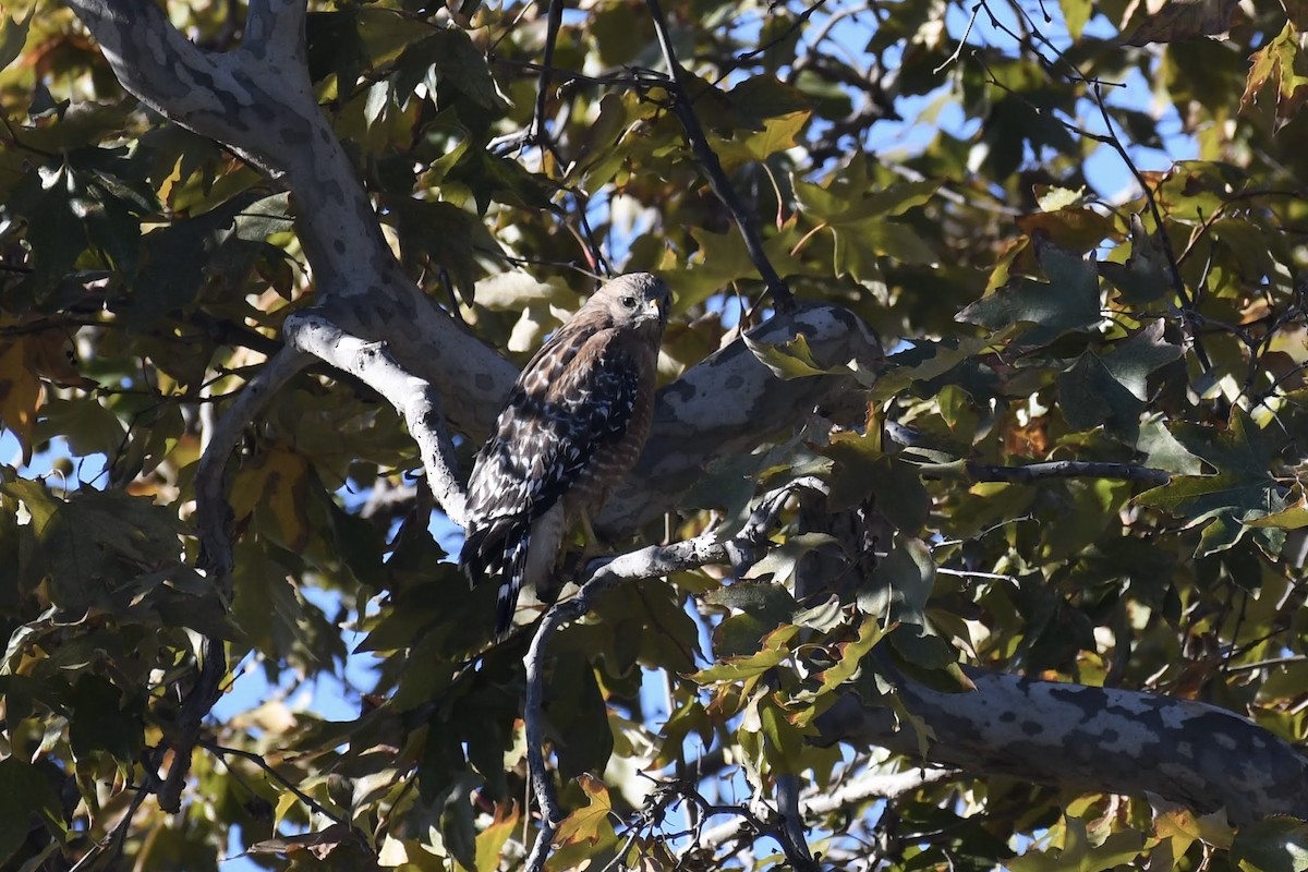 Busardo Pechirrojo - ML646166723