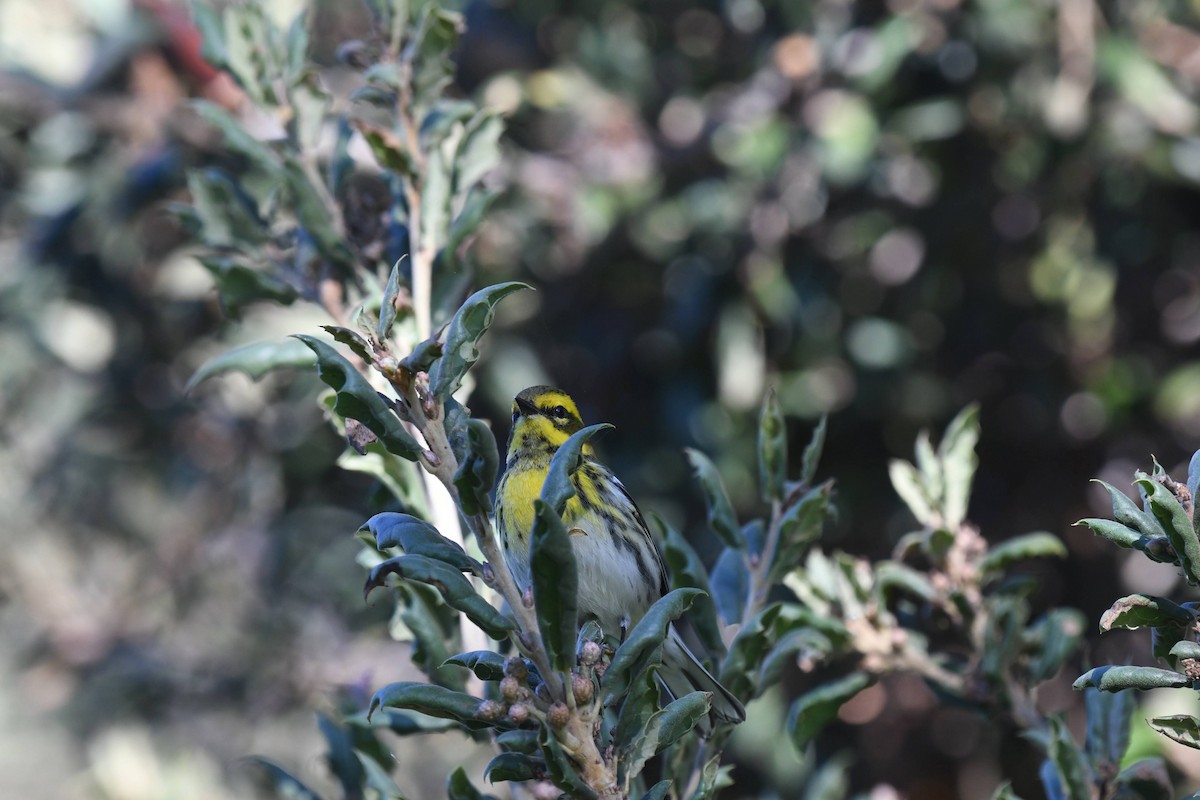 Reinita de Townsend - ML646166724