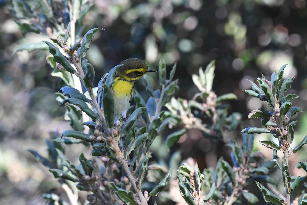 Reinita de Townsend - ML646166725