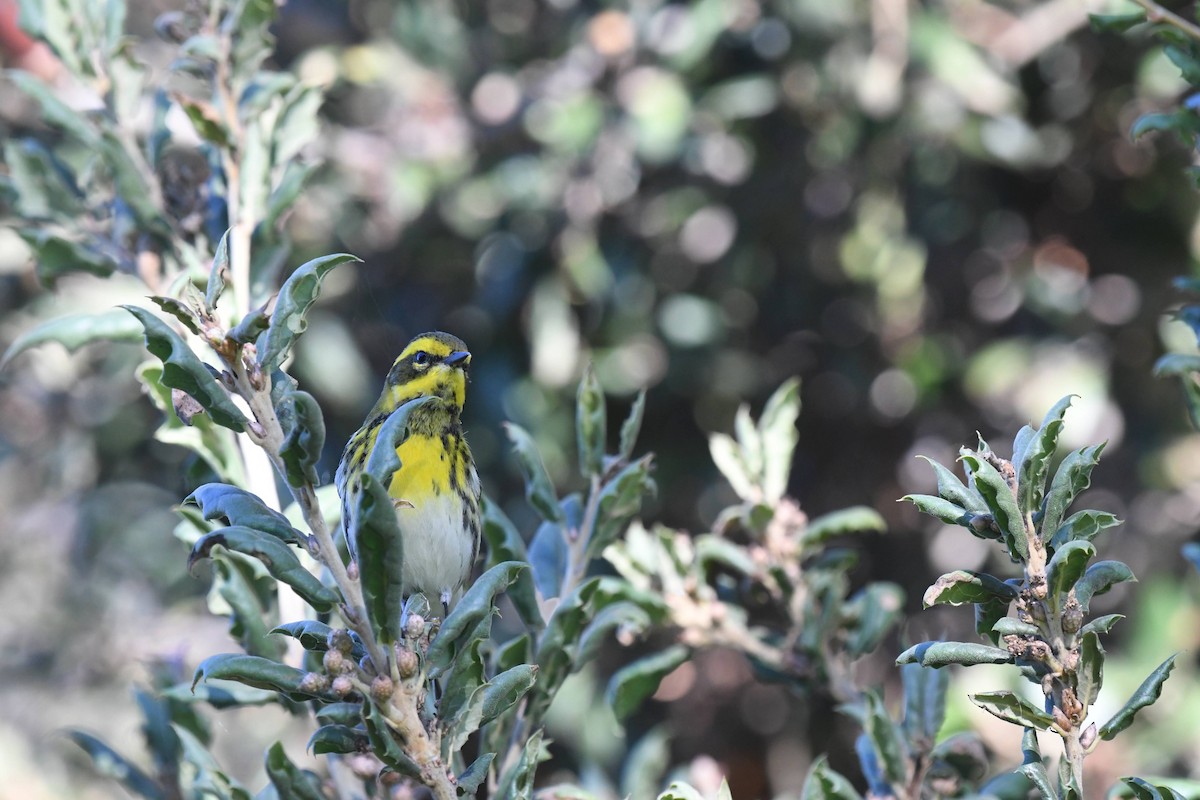 Reinita de Townsend - ML646166726