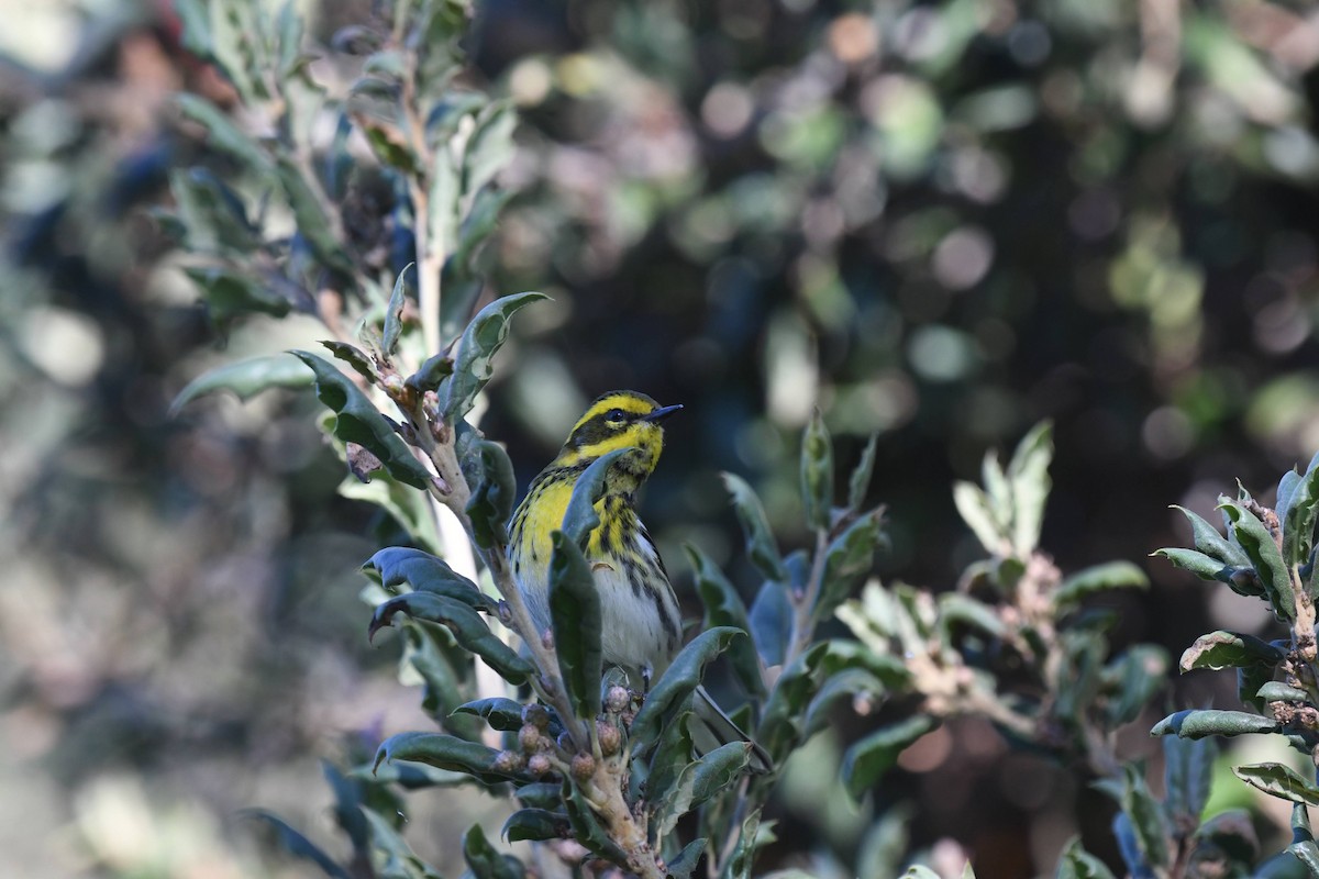 Reinita de Townsend - ML646166727