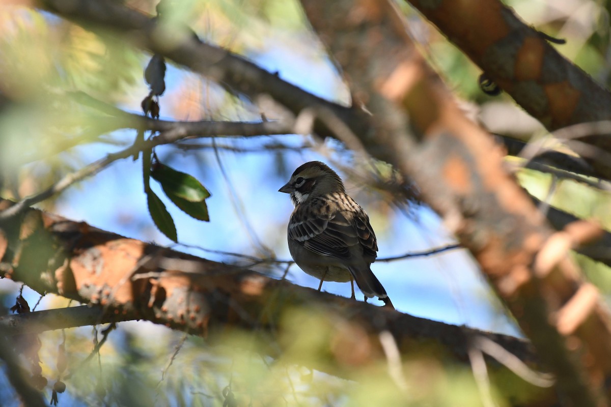 Rainammer - ML646166731