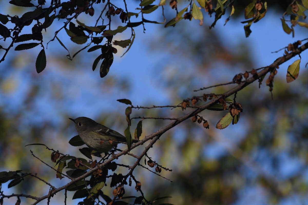 Rubingoldhähnchen - ML646166733